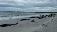 Al menos 77 ballenas varadas fueron encontradas en la playa deTresness