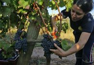 Vendima en los vi�edos de Terra de Gargalo