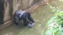 Disparan a un gorila en un zoo para poner a salvo a un ni�o