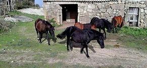 Los cinco caballos, trotando por el lugar en el que se encuentra la aldea de la isla de S�lvora