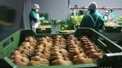 Trabajo de limpieza de vieiras en la empresa Porto de Cambados 