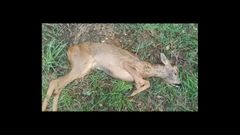 Corzo herido encontrado en Xar, en la parroquia lalinense de Barcia.