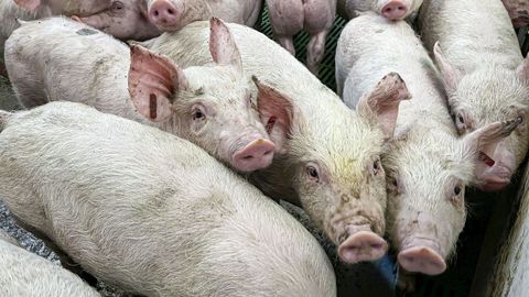 Catalua empez a enviar a los cerdos de las granjas ubicadas en el radio de vigilancia al matader