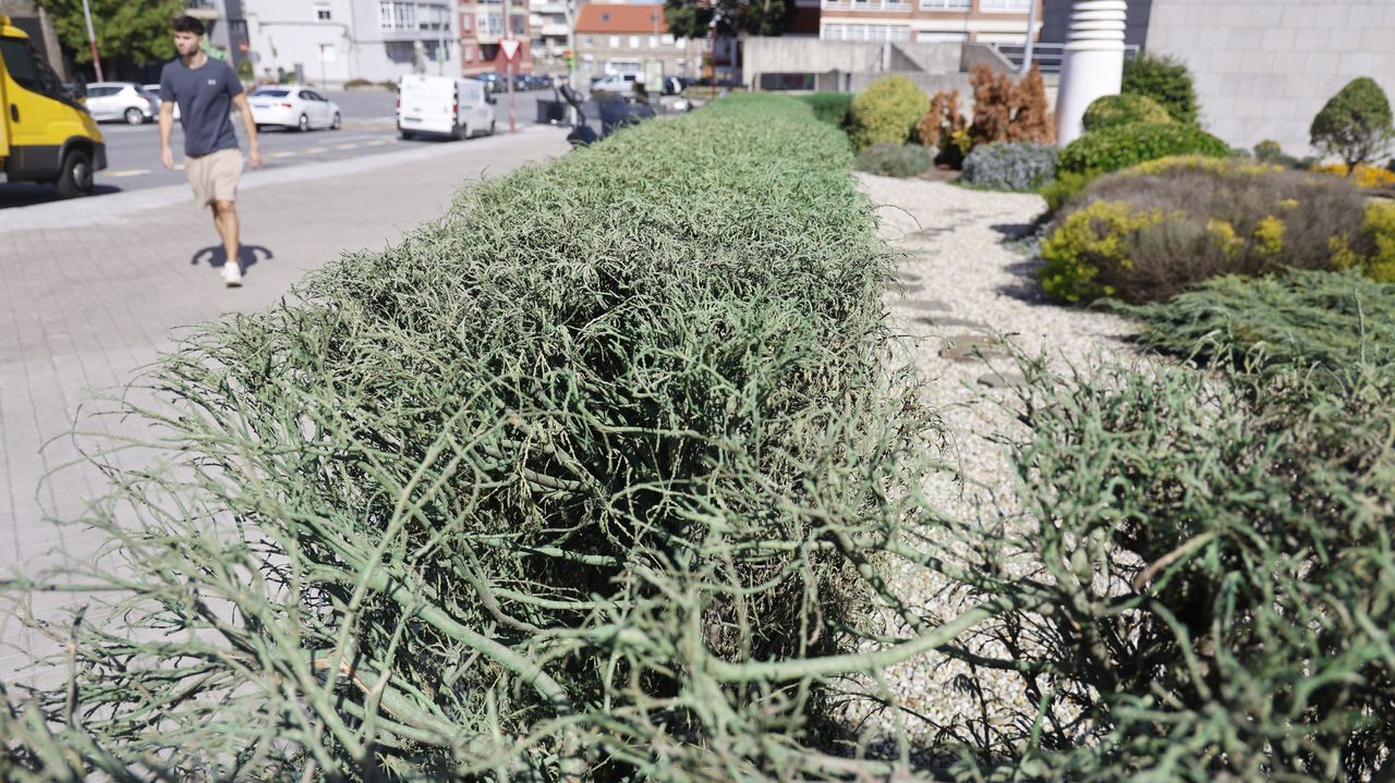 Un seto muy verde, pero de bote