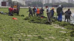 Mariscadores retirando algas que asfixiaban el marisco en Carril en octubre del 2010.