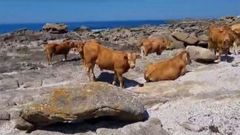 Vacas en las rocas de Oia