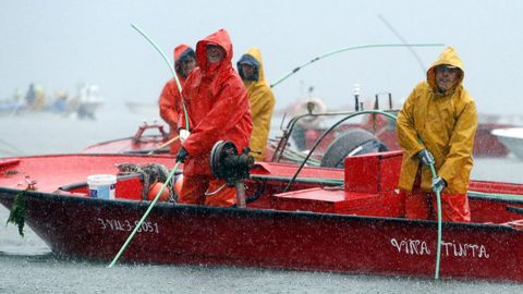 Embarcaciones de marisqueo trabajando agrupadas en Os Lombos do Ulla