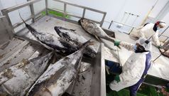 Atunlo, la b�squeda del liderazgo europeo en at�n elaborado natural