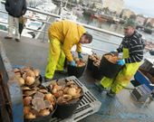En la fotograf�a, una descarga de vieira en el muelle de Curuxeiras. 