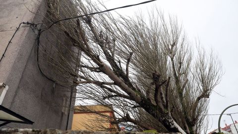 �rbol ca�do en Ribeira