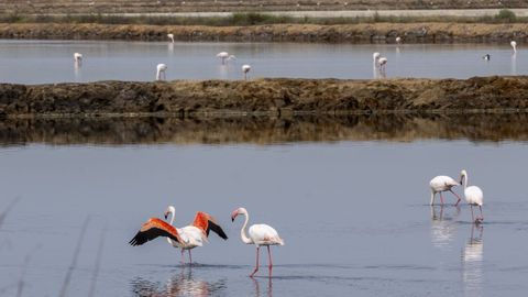Parque Nacional de Do�ana.