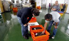 En la fotograf�a, de archivo, una subasta de percebes en la lonja de Curuxeiras.