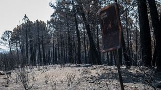 El rastro del fuego en Guadalajara, con una se�al quemada: �No m�s colillas, peligro de incendio�