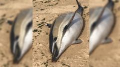 Delf�n com�n que apareci� en la playa de Carragueiros, en Boiro