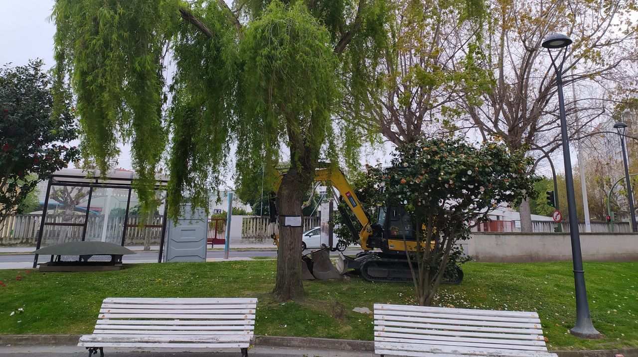 Quejas por una tala de árboles en la plaza de la Tolerancia