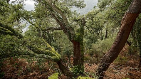 Sobreiras en la ribera del Sil a las que le fue retirada la corteza para la producci�n de corcho