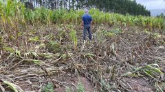 Imagen de una finca de la comarca del Deza en la que el jabal� caus� serios da�os al cultivo del ma�z
