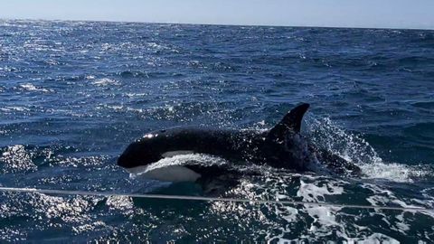 Imagen de archivo de una orca en Corrubedo en el 2020