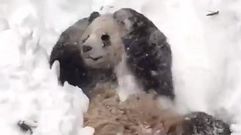 Tian Tian en la nieve