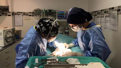 Una de las intervenciones quir�rgicas llevadas a cabo de manera gratuita por la asociaci�n SOS Asistencia Veterinaria
