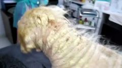 El Seprona localiza 18 perros en muy mal estado en Pontevedra