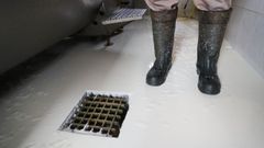 Los ganaderos gallegos�tiraron tanques de leche para denunciar la bajada de precios anunciada por la industria