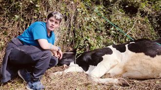 Preparan el rescate de las vacas despe�adas en Taboada