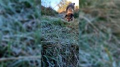 Helada este mi�rcoles al mediod�a en el Campo das Herbas, un paraje del Monte da Vacariza, en Chantada