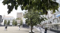 Tilos en la plaza de Armas, plantados hace m�s de tres a�os.