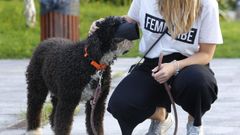 Los perros deber�n llevar bozal en Vilalba.