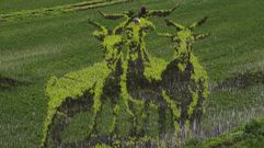 Una de las im�genes creadas en los campos de cultivo.