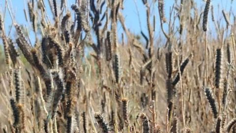 La larva ha aparecido hasta ahora en zonas de matorral