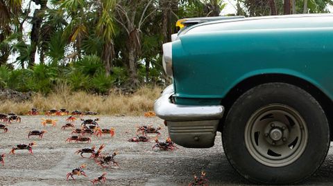 Cangrejos rojos caminan desde los bosques al mar para desovar en playa Gir�n (Cuba)