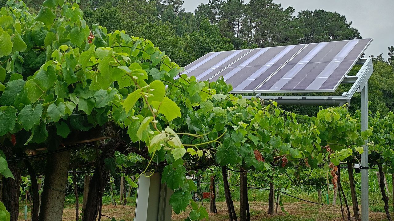 Investigan si los paneles solares son compatibles con el cultivo del viñedo