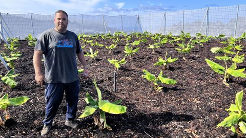 La finca que dio en enero los primeros plátanos de La Palma construida sobre la lava del volcán