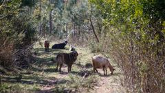 Un mastn, en Baroa, controlando a un grupo de cabras