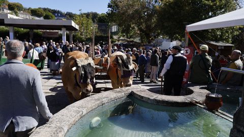 Festa da Pataca en Vilar de Barrio.