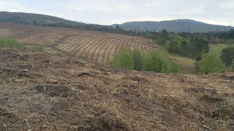 En la parroquia vilalbesa de Vilapedre se prepar� terreno y se hizo una plantaci�n de pinos y de eucaliptos