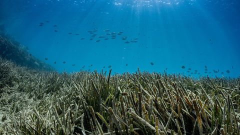 Imagen de un fondo marino en M�laga.