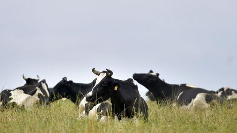 Vacas frisonas de leche descansan en un prado de la provincia de A Coru�a en foto de archivo