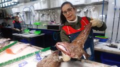 En Peixes Niki, muestran un rape, uno de los productos ms demandados para la Navidad.