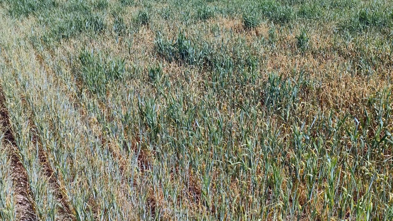 Consecuencias de la sequía: la cosecha de cereal se da por perdida y no ...