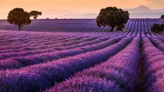 Campos de lavanda en Brihuela, Guadalajara.