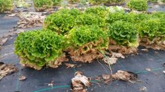 Lechugas cultivadas por la cooperativa Horsal que han sufrido las consecuencias de la ola de calor 