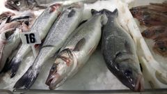 Lubina o robalo en castellano, robaliza en gallego, un pescado fino muy apreciado cuya talla m�nima cambiar� para los pescadores deportivos