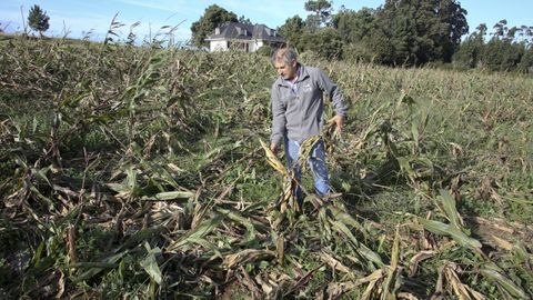 Destrozos en un maizal de la comarca de Ferrolterra, en una imagen de archivo