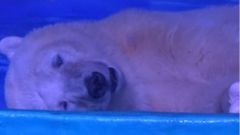 Pizza, el oso m�s triste del mundo