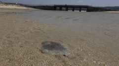 Peces muertos a la vista fueron detectado ya jornadas atr�s