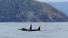 Orcas en Fisterra