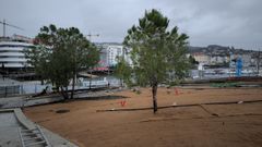 Plantaci�n de pinos en la Praza do Mar, en Sanxenxo